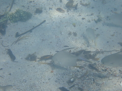 Trachinotus falcatus
