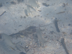 Trachinotus falcatus