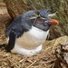 Eastern Rockhopper Penguin - Photo (c) Dave Houston, some rights reserved (CC BY-NC), uploaded by Dave Houston