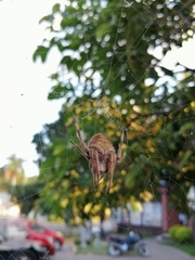 Eriophora edax