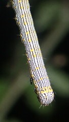 Catocala amestris