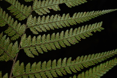 Microlepia strigosa