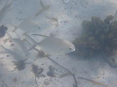 Trachinotus falcatus