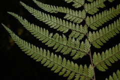 Microlepia strigosa