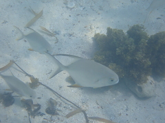 Trachinotus falcatus