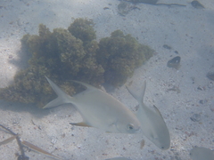Trachinotus falcatus