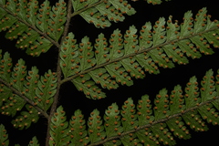 Microlepia strigosa