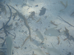 Trachinotus falcatus