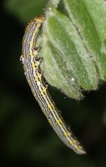 Catocala amestris
