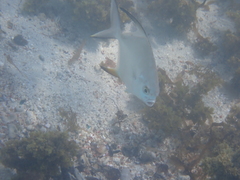 Trachinotus falcatus