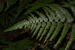 Microlepia strigosa