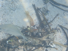 Trachinotus falcatus