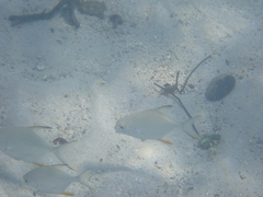 Trachinotus falcatus