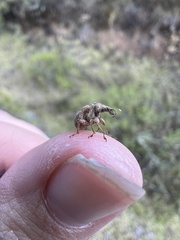 Attelabidae
