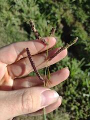 Paspalum fimbriatum