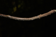 Microlepia strigosa