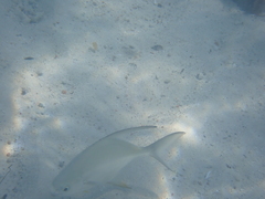 Trachinotus goodei