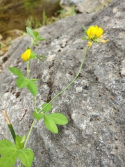 Lotus uliginosus