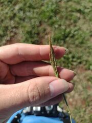 Bothriochloa pertusa