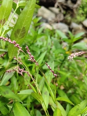 Persicaria decipiens