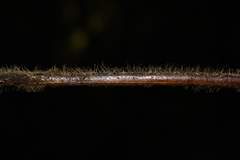 Microlepia strigosa