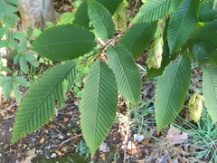 Carpinus japonica