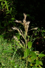 Andropogon bicornis