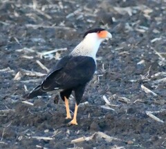 Caracara plancus cheriway