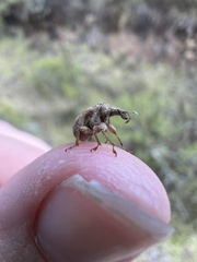 Attelabidae