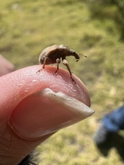 Attelabidae