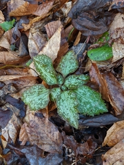 Pachysandra procumbens