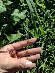 Urochloa plantaginea