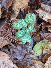 Pachysandra procumbens