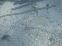 Trachinotus falcatus