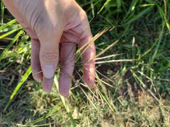 Dichanthium annulatum annulatum