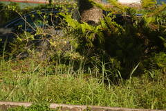 Urochloa mutica