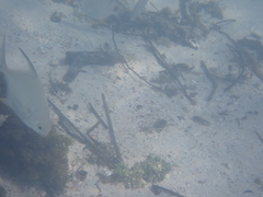 Trachinotus falcatus