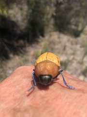 Julodimorpha bakewelli