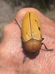 Julodimorpha bakewelli