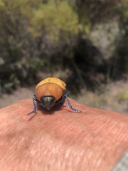 Julodimorpha bakewelli