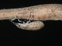 Lygaeoidea