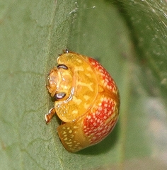 Paropsisterna fastidiosa