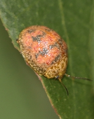 Paropsis obsoleta