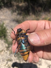 Julodimorpha bakewelli