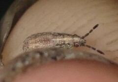 Lygaeoidea