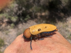 Julodimorpha bakewelli