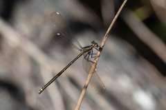 Miniargiolestes minimus