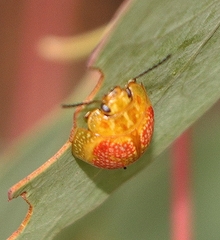 Paropsisterna fastidiosa
