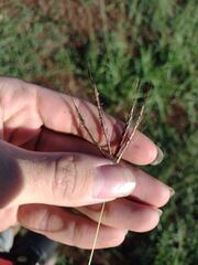Bothriochloa pertusa