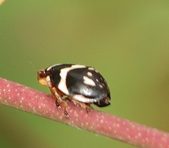 Bathyllus albicinctus
